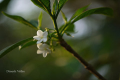 Rauvolfia densiflora